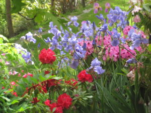 Flowers in bloom in the gardens at Trelawn Place